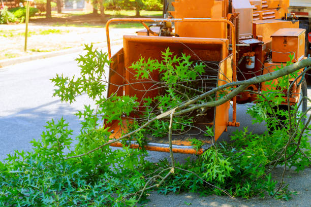 The Steps Involved in Our Tree Care Process in Wendell, ID